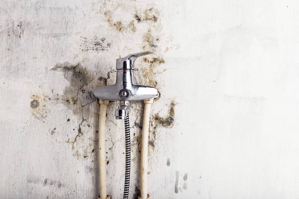 Best Industrial Mold Remediation in Silver Lake, NJ