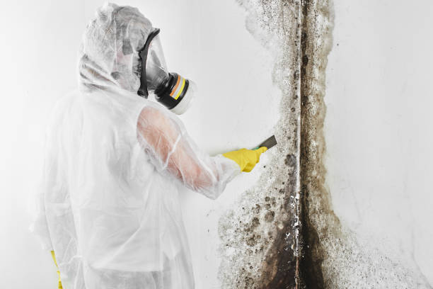 Trusted Silver Lake, NJ Mold Remediation Experts