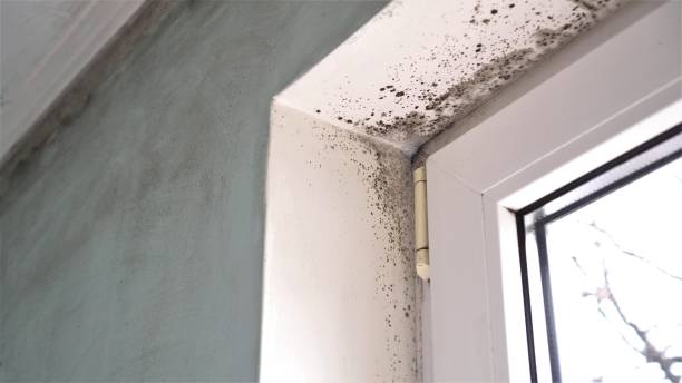 Best Attic Mold Remediation in Silver Lake, NJ