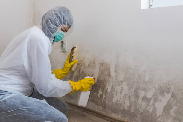 Best Post-Flood Mold Remediation in Silver Lake, NJ