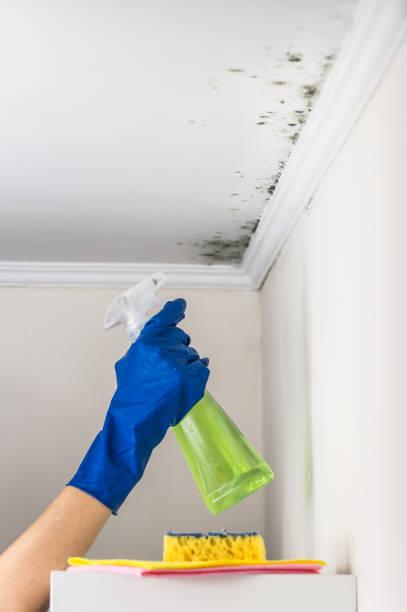 Best Crawl Space Mold Remediation in Silver Lake, NJ